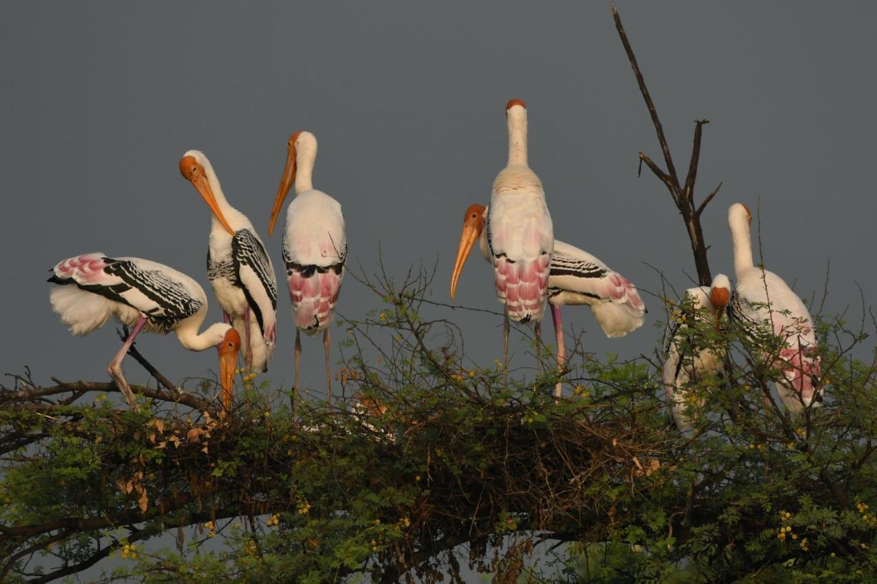 The Birder'S Inn Bharatpur Eksteriør billede