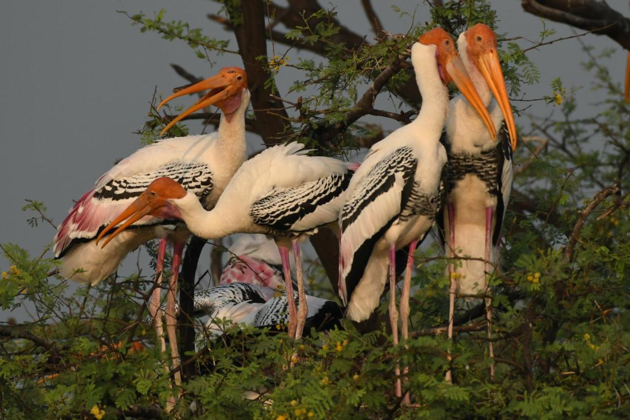 The Birder'S Inn Bharatpur Eksteriør billede